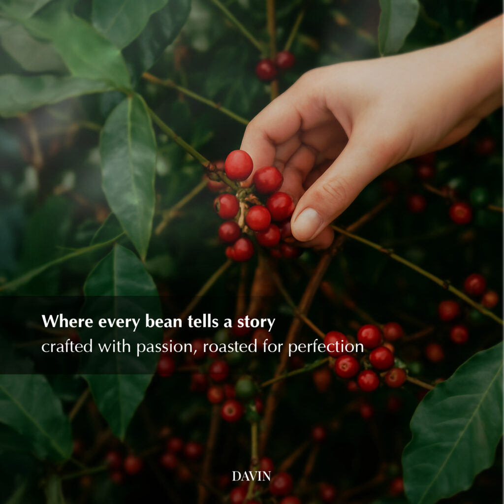 Hand picking ripe coffee cherries from the plant, representing the origin stage of light roast coffee where careful selection ensures bright, distinctive flavors and high-quality beans