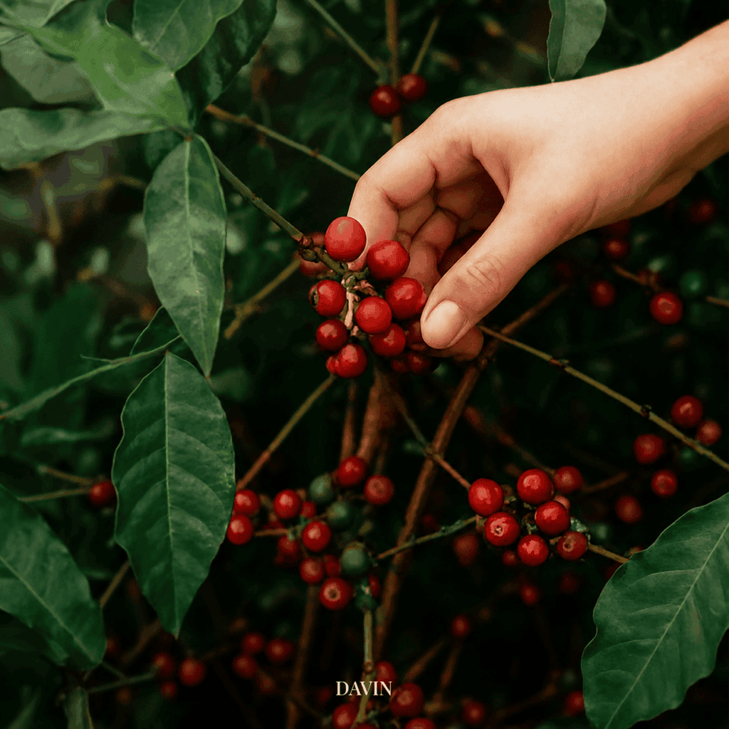 การเก็บผลเชอร์รีกาแฟ Panama Geisha ที่สุกแดงด้วยมือ จุดเริ่มต้นของกาแฟ Specialty ที่ DAVIN CAFE คัดสรรมานำเสนอ